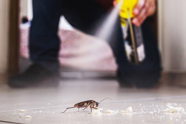 Best Wasp Removal Services  in Louisburg, KS